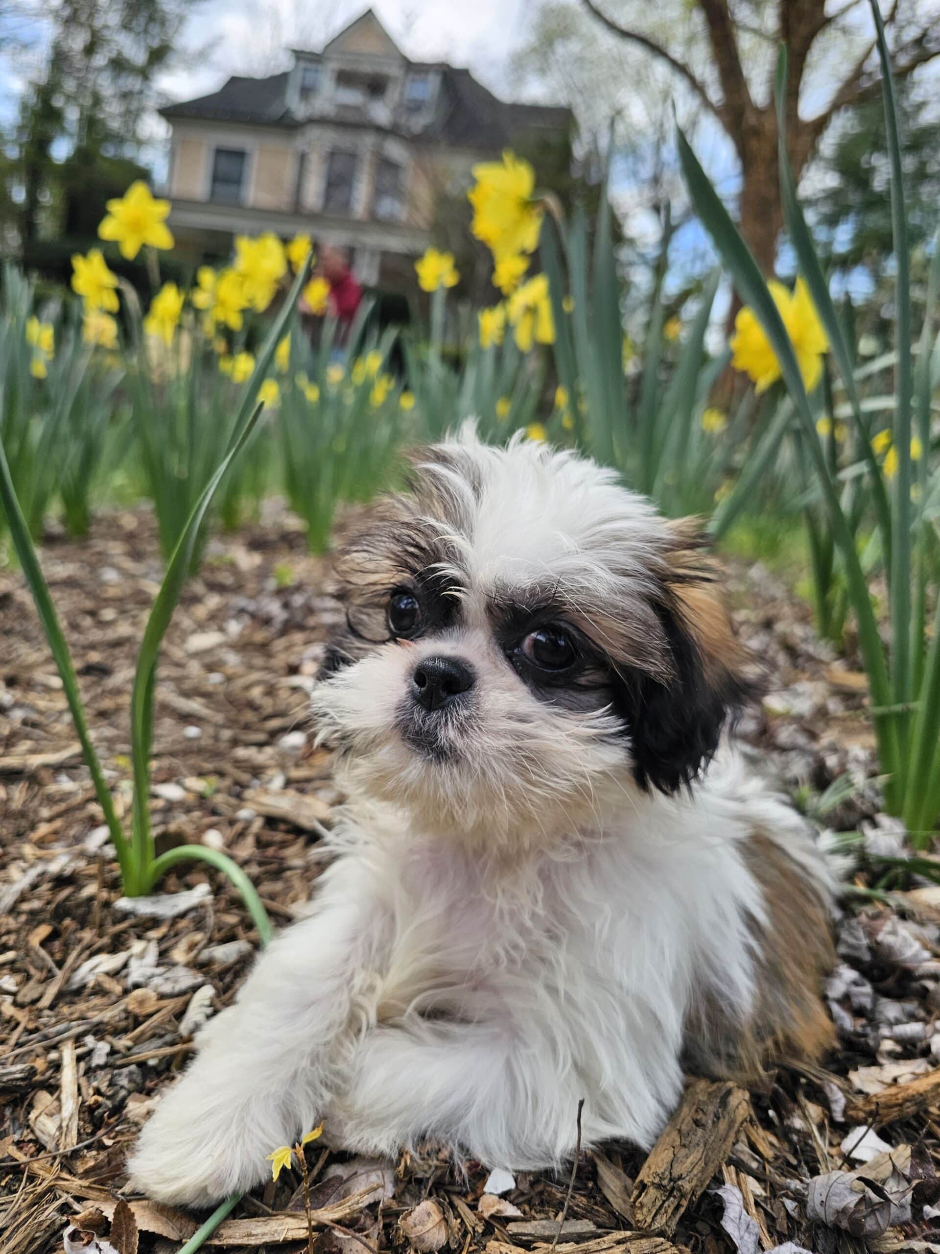 Lita, the shih tzu puppy