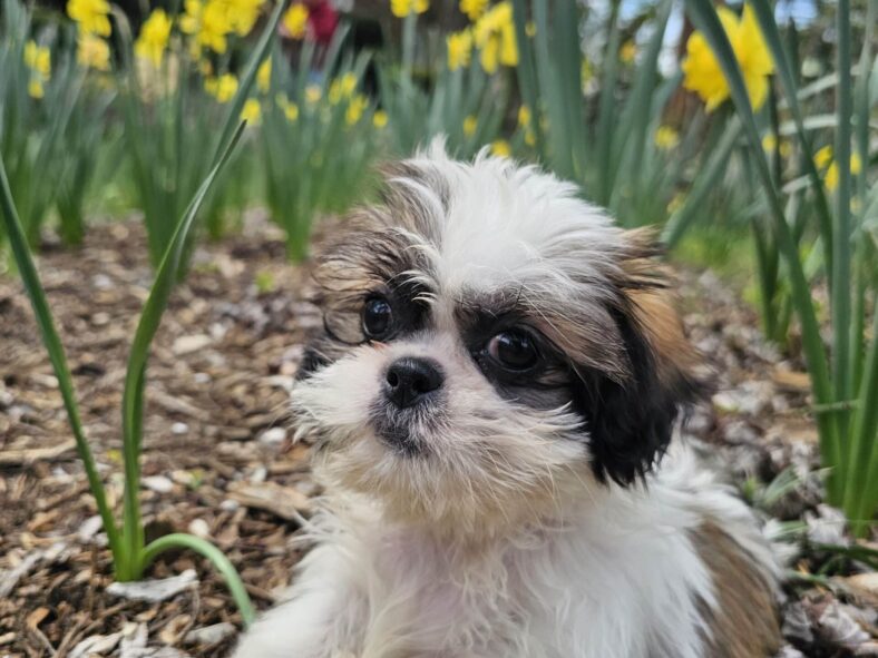 Lita, the shih tzu puppy