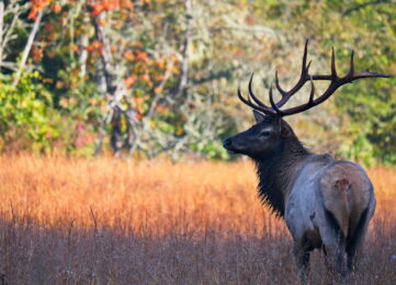 cataloochee elk