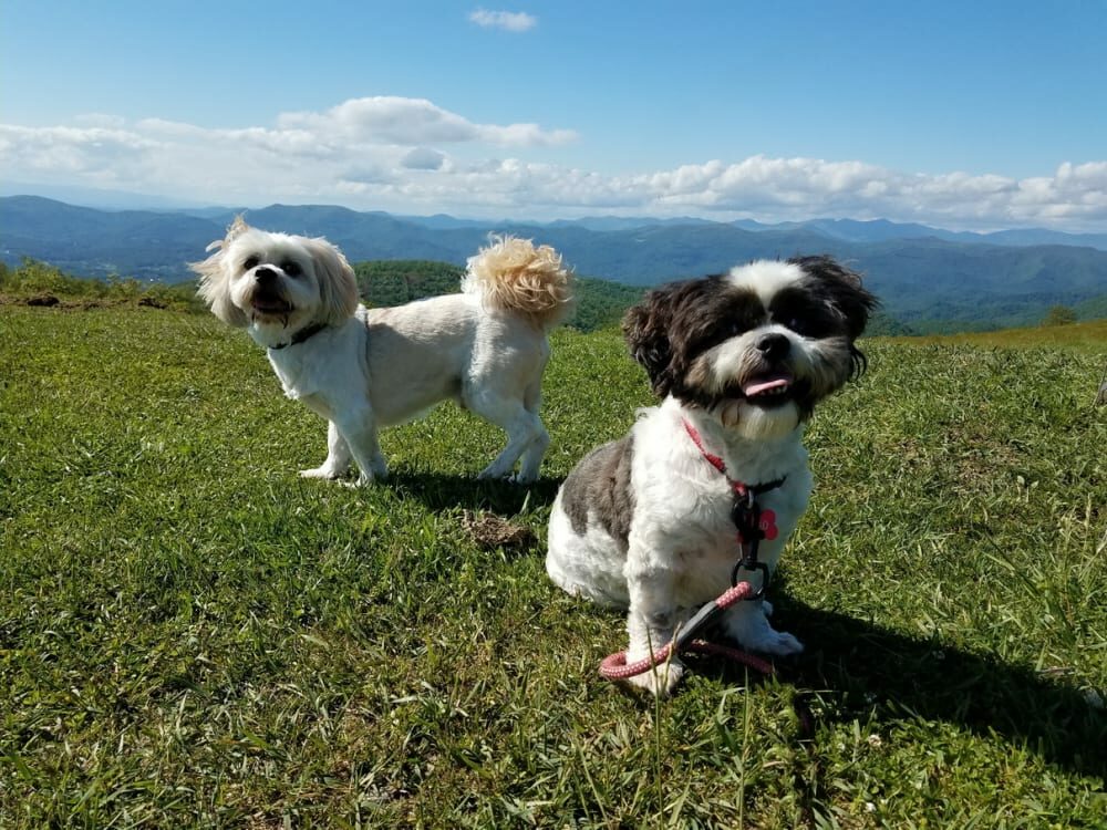 Harley and Oreo in the mountains