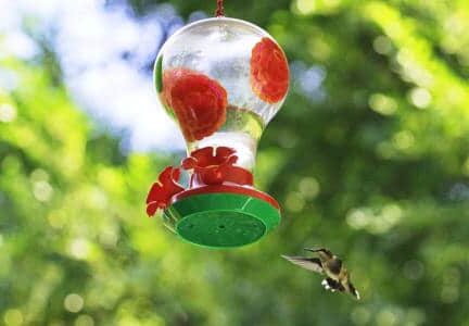 hummingbird